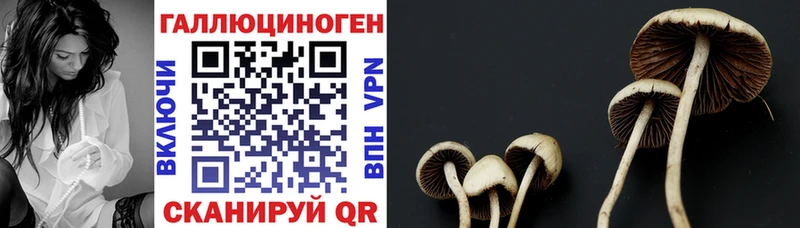 даркнет сайт  нарко площадка наркотические препараты  Псилоцибиновые грибы Cubensis  Снежногорск 